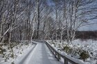 【12/24】小田代原　歩道状況・自然情報