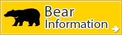 Bear Information