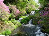 竜頭ノ滝（春の画像