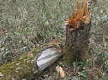 シカに樹皮を食べられ、枯死した倒木の画像